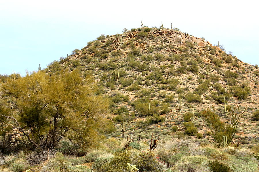 Mountain of Cactus Photograph by Kim Galluzzo