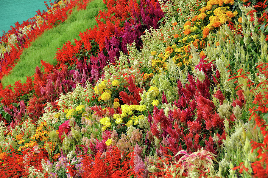 Mountain Of Flowers Photograph by Fameleaf Photos Mountain Of Flowers Photograph by Fameleaf Photos
