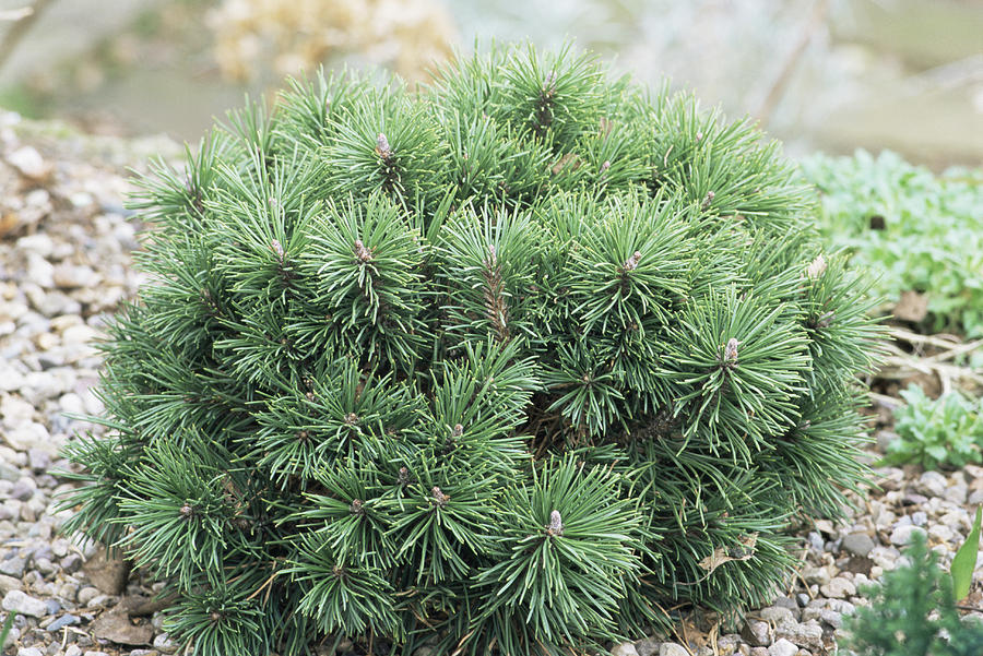 Mountain Pine (pinus Mugo mops) Photograph by Archie Young