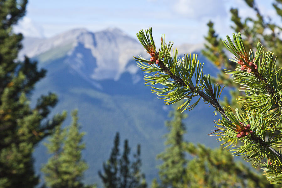 pine mountain