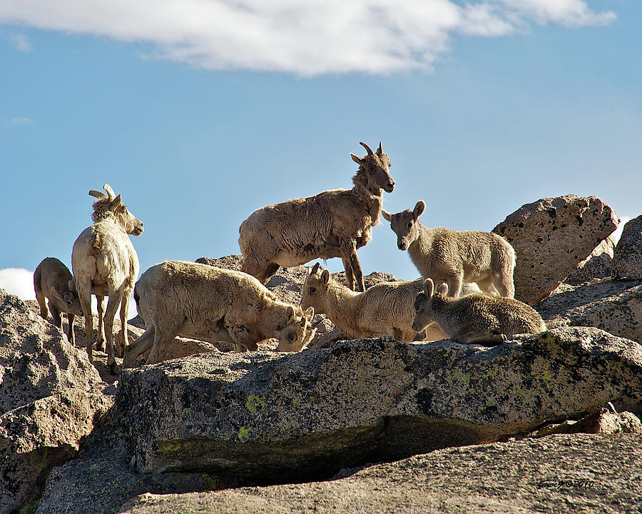 Mountain Sheep on Granite Photograph by Stephen Johnson