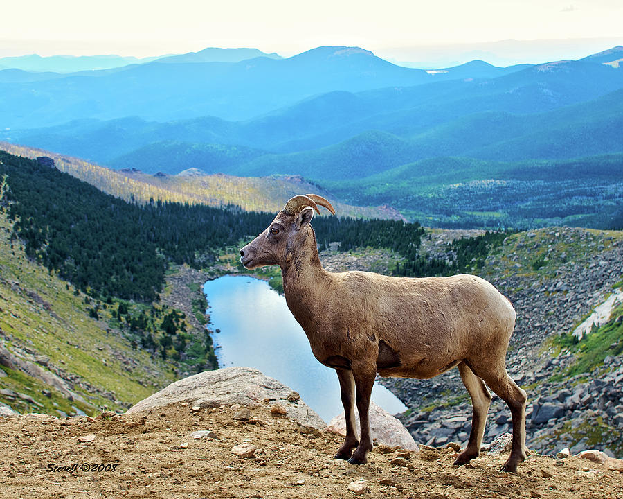Mountain Sheep Overlook Photograph by Stephen Johnson