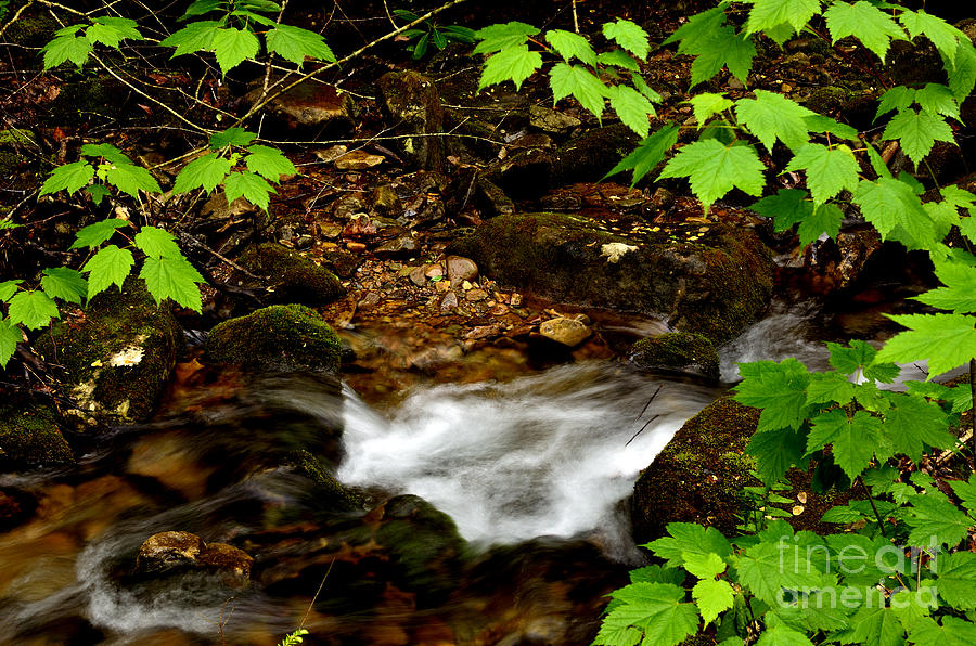 Spring Photograph - Mountain Stream in Spring by Thomas R Fletcher