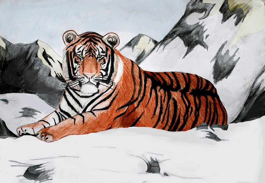 Уссурийский тигр рисунок для детей