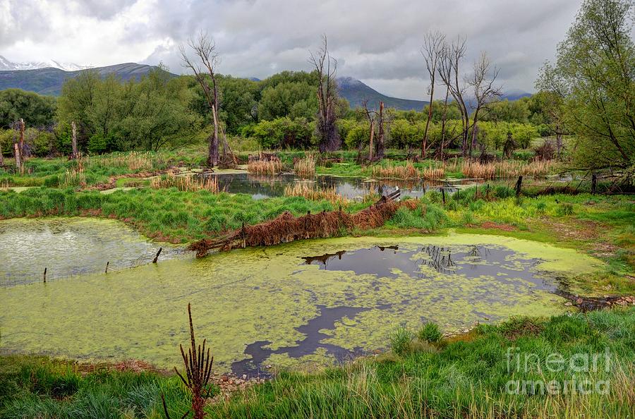 Mountain Valley Marsh Photograph by Gary Whitton