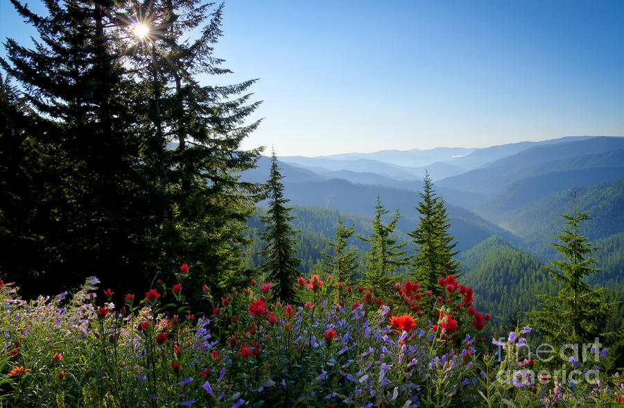 Mountain Wildflowers Photograph