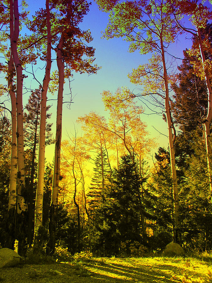 Mountain Woods Color Photograph by Kathleen Grace