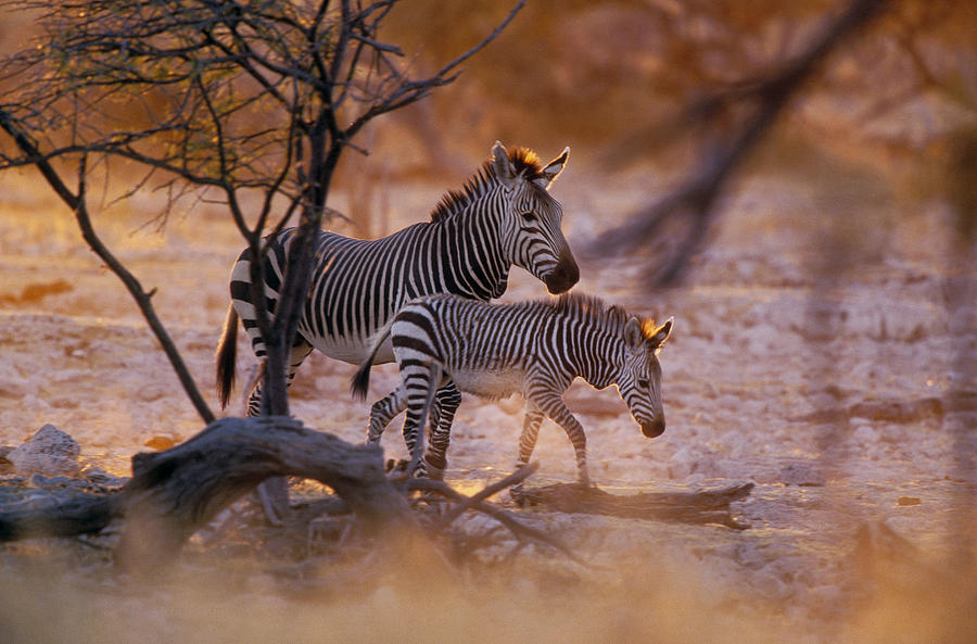 Mountain Zebra Equus Zebra Mother Photograph by Konrad Wothe