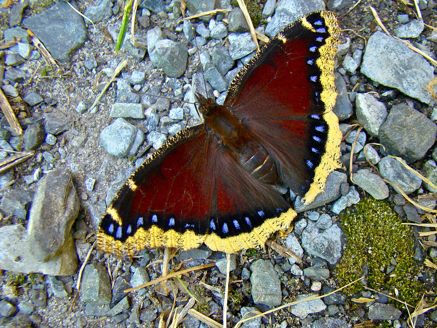 Mourning Cloak Butterfly - Nymphalis antiopa Photograph by Carol Senske