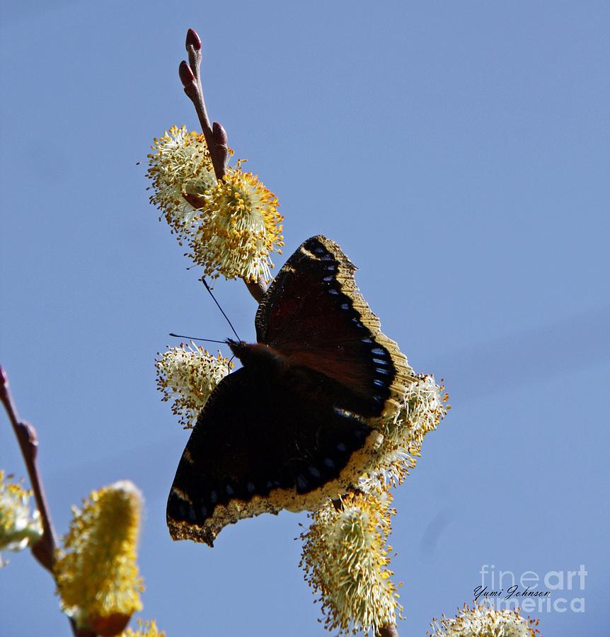 Mourning Cloak butterfly Photograph by Yumi Johnson