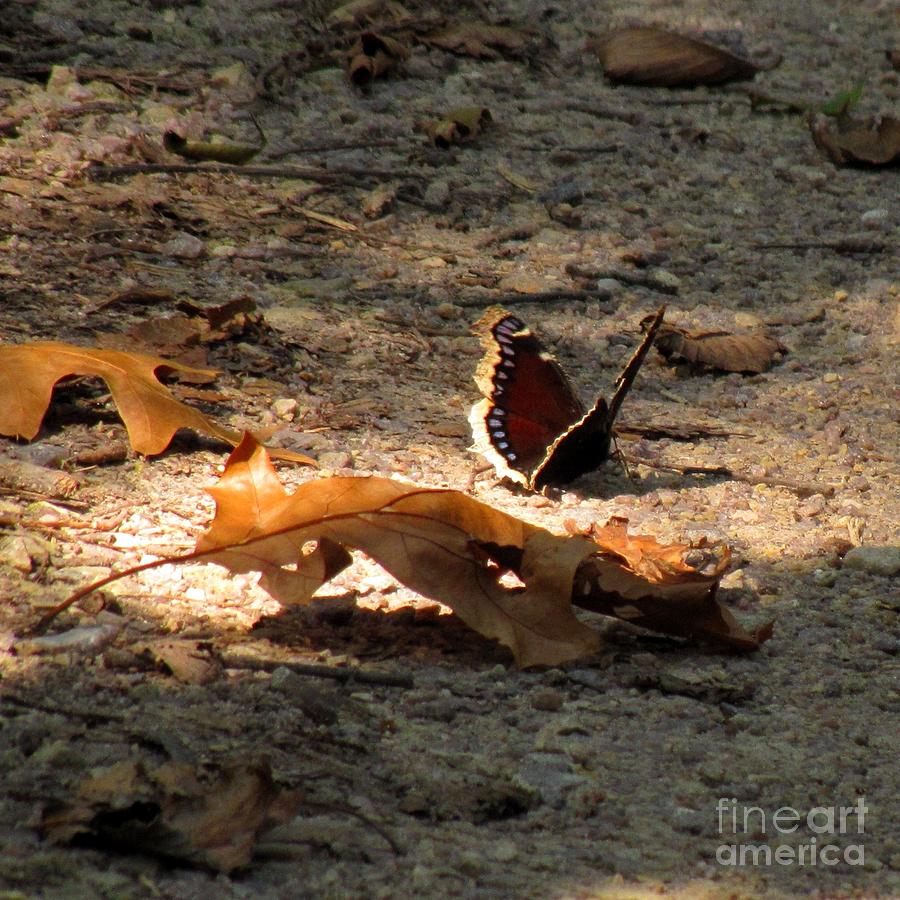 Butterfly Photograph - Mourning Cloak by Marilyn Smith