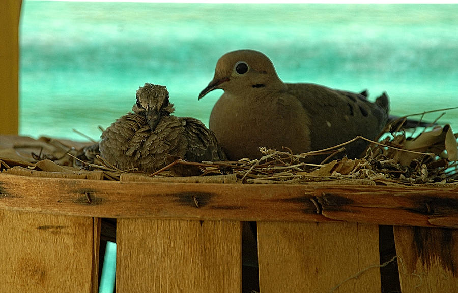 Mourning Dove Family 1 Photograph by John Bennett