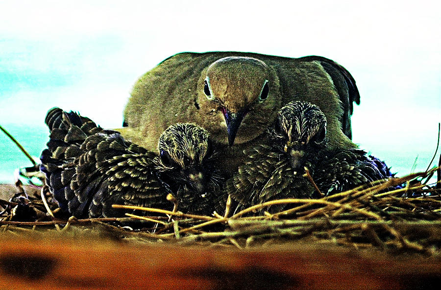 Mourning dove family Photograph by John Bennett