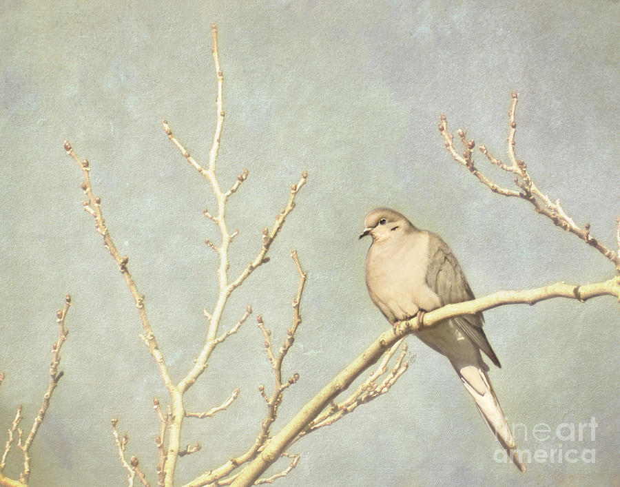 Mourning dove in winter Photograph by Cindy Garber Iverson
