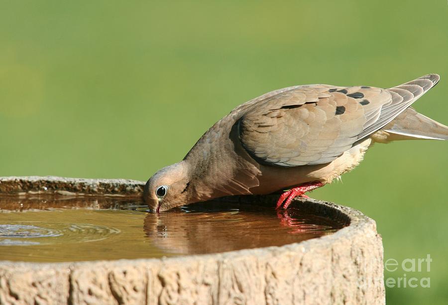 Mourning Dove Photograph by Jack R Brock