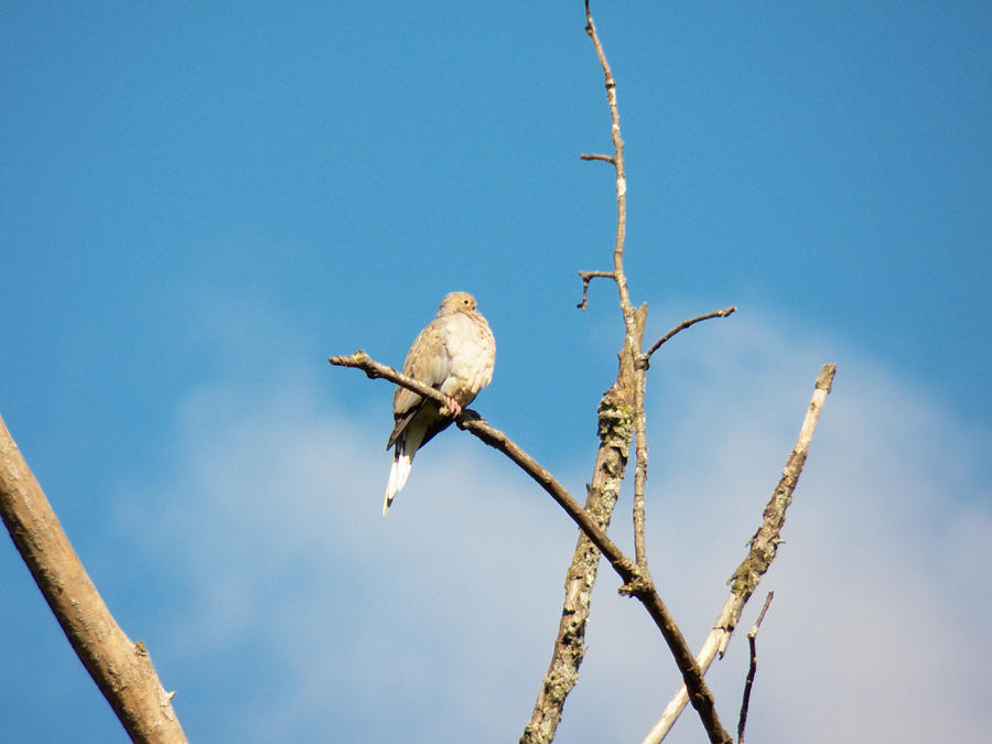 Mourning Dove Perched with Blue Sky Photograph by Corinne Elizabeth Cowherd