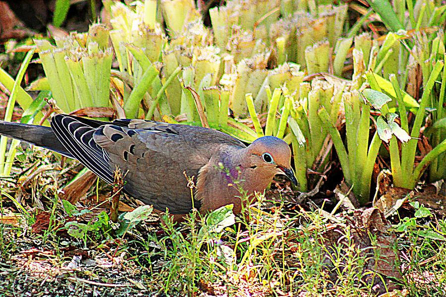 Mourning Dove Photograph by Wayne Toutaint