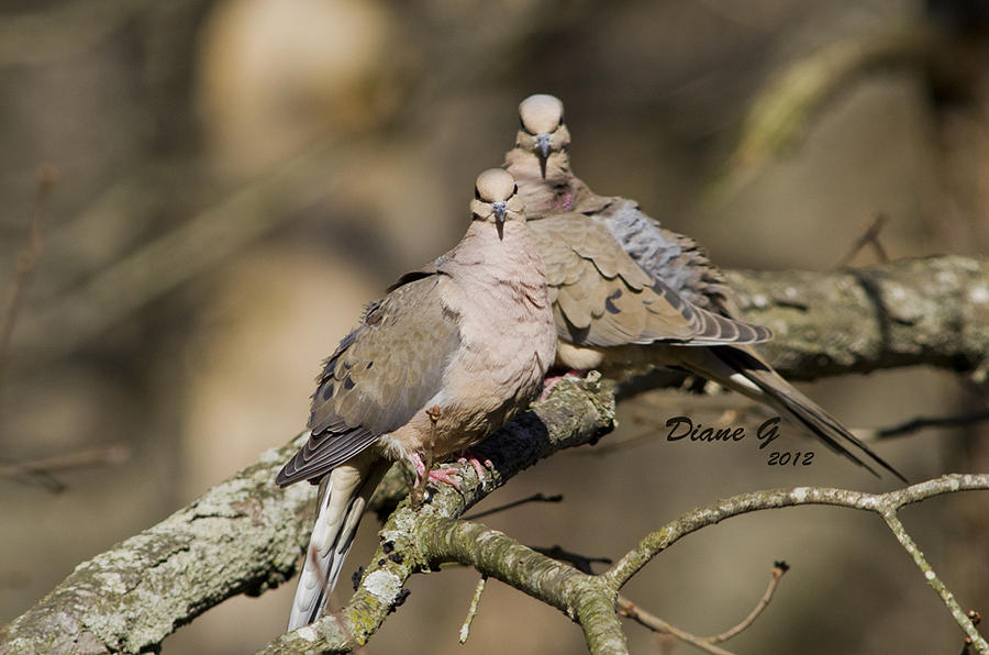 Mourning Doves Photograph by Diane Giurco