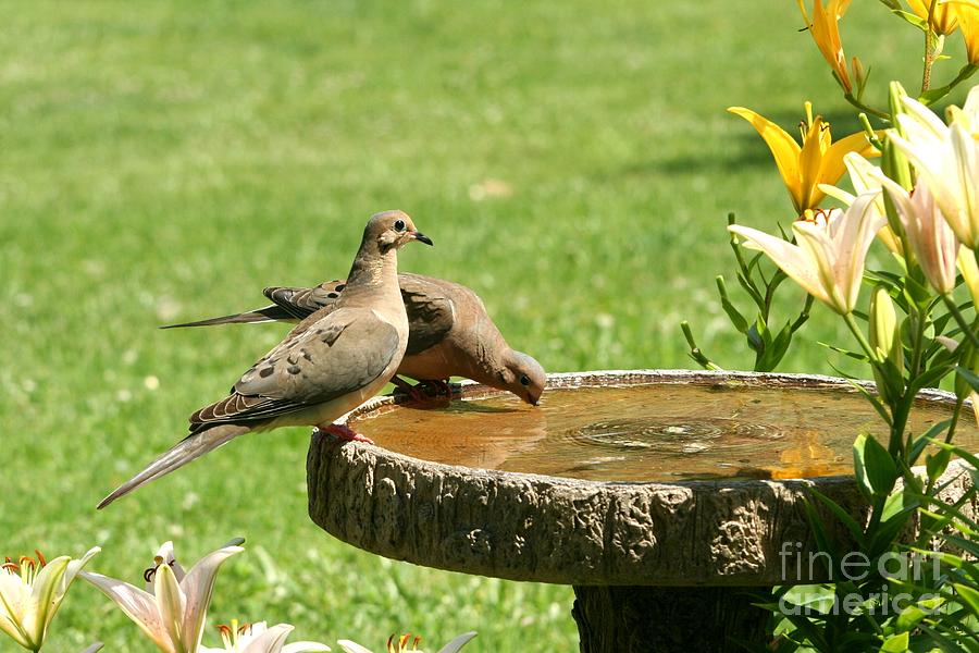 Mourning Doves Photograph by Jack R Brock