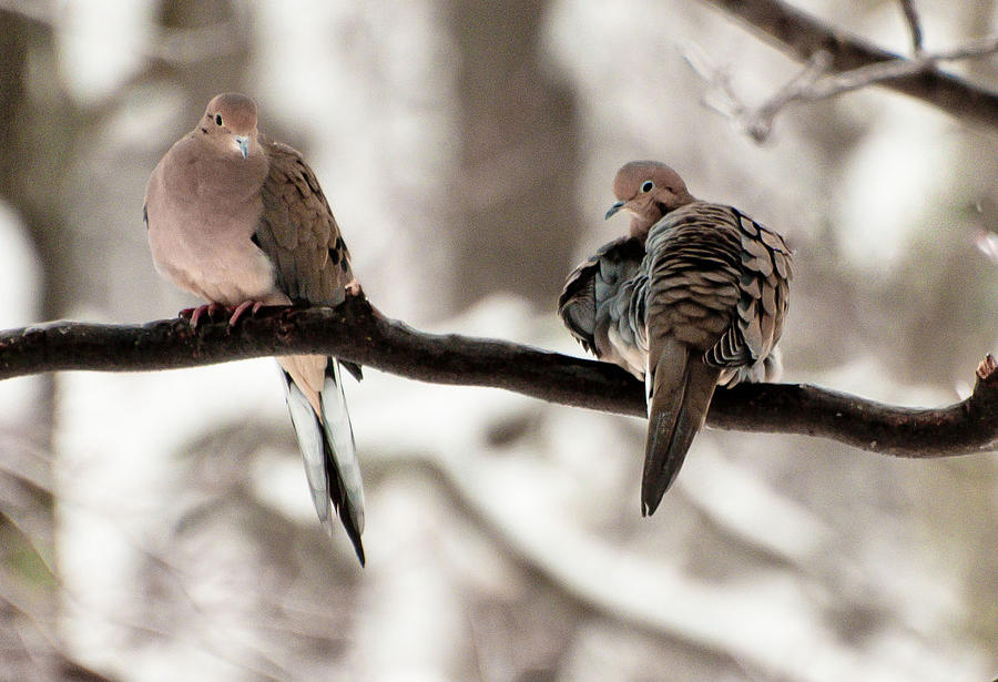 Mourning Doves Photograph by Marie Fortin