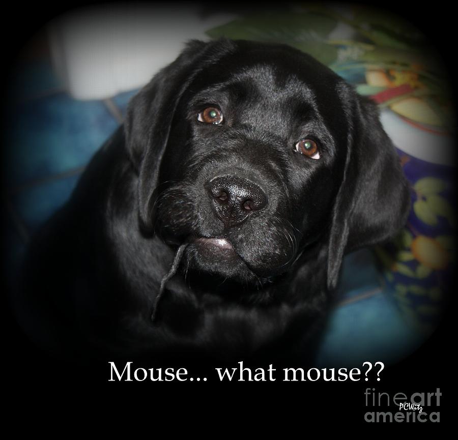 Mouse---What Mouse Photograph by Patrick Witz Mouse---What Mouse Photograph by Patrick Witz