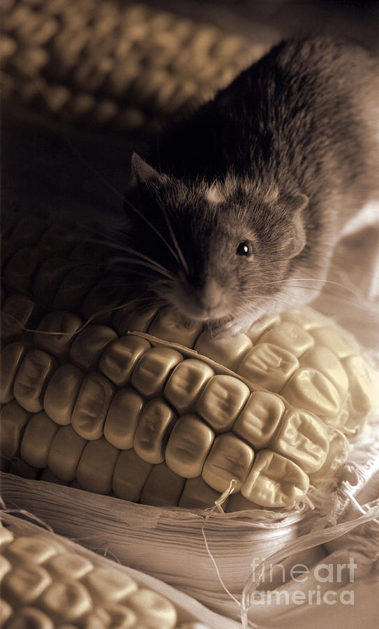 Mouse and Field Corn Photograph by Janeen Wassink Searles