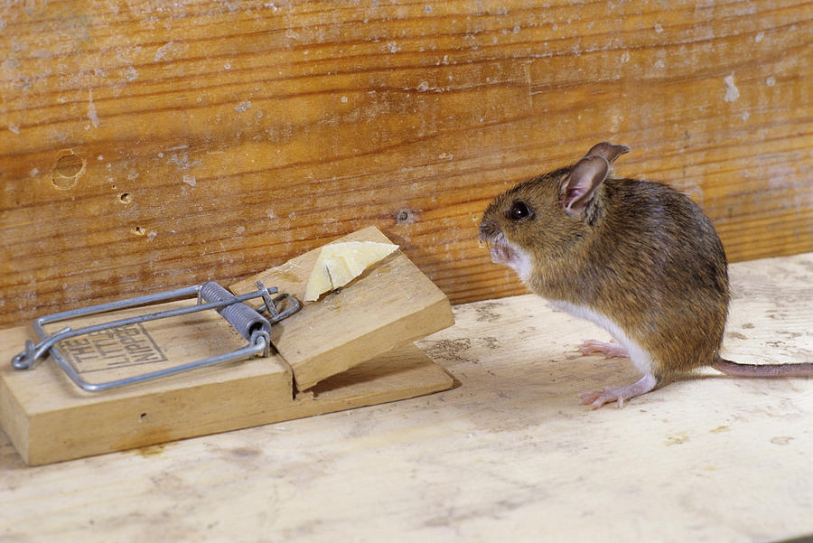 Mouse By A Mousetrap Photograph By David Aubrey - Fine Art America