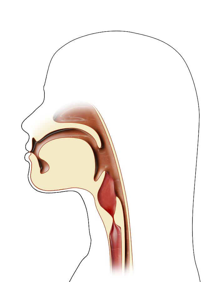 Mouth And Throat Anatomy Artwork Photograph By Claus Lunau Fine Art