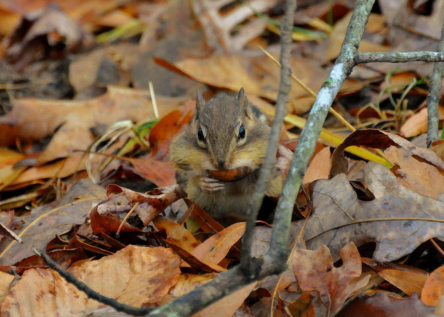 Mouth Full Chipmunk - c3029d Photograph by Paul Lyndon Phillips - Fine ...