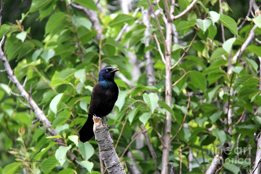 Mouth full of food Grackle Photograph by Yumi Johnson