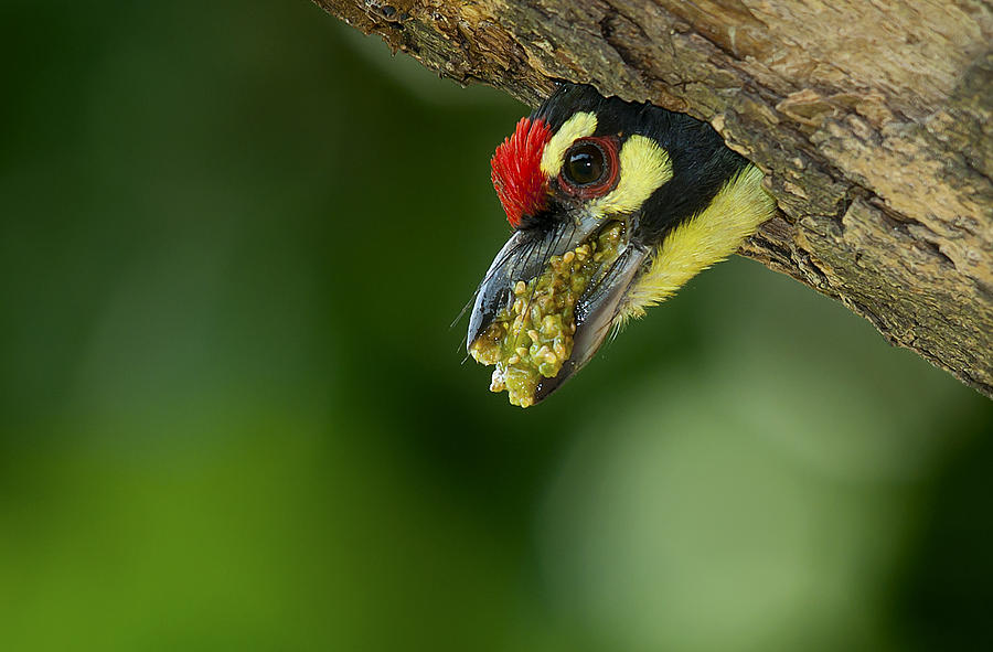 Bird Photograph - Mouthful by Masood Hussain