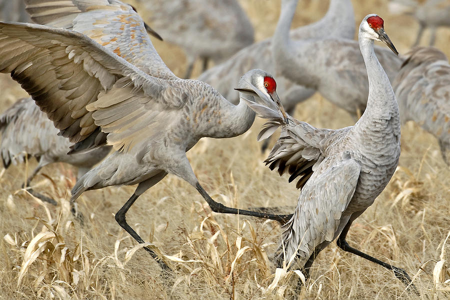 Mouthful of Feathers Photograph by Randall Roberts - Fine Art America