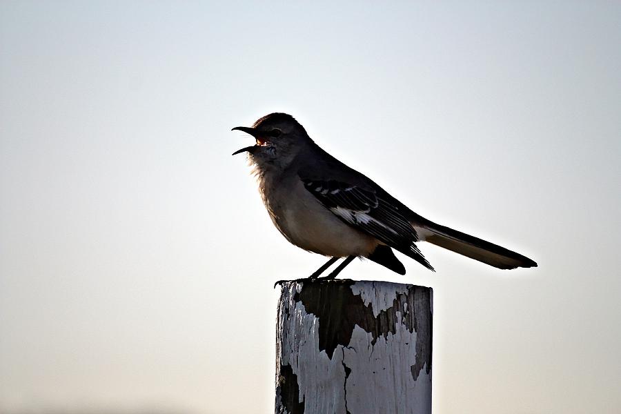 Mouthy Mockingbird Photograph by KayeCee Spain