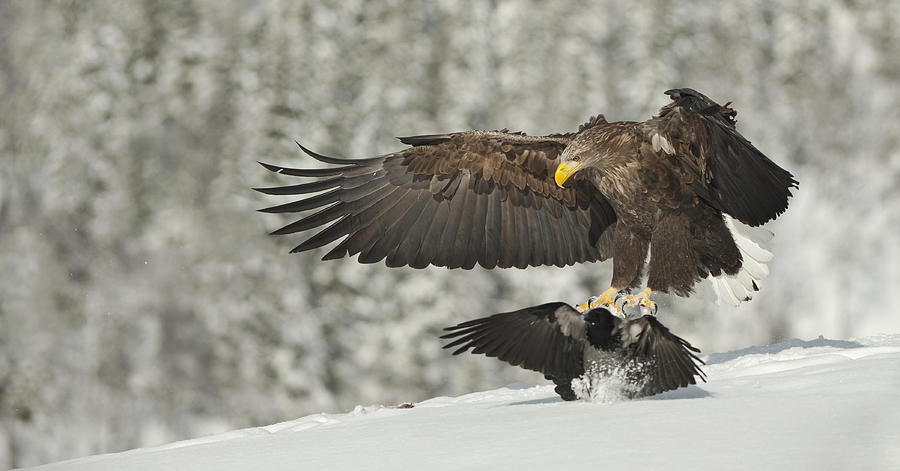 Eagle Photograph - Move It Sunshine by Andy Astbury