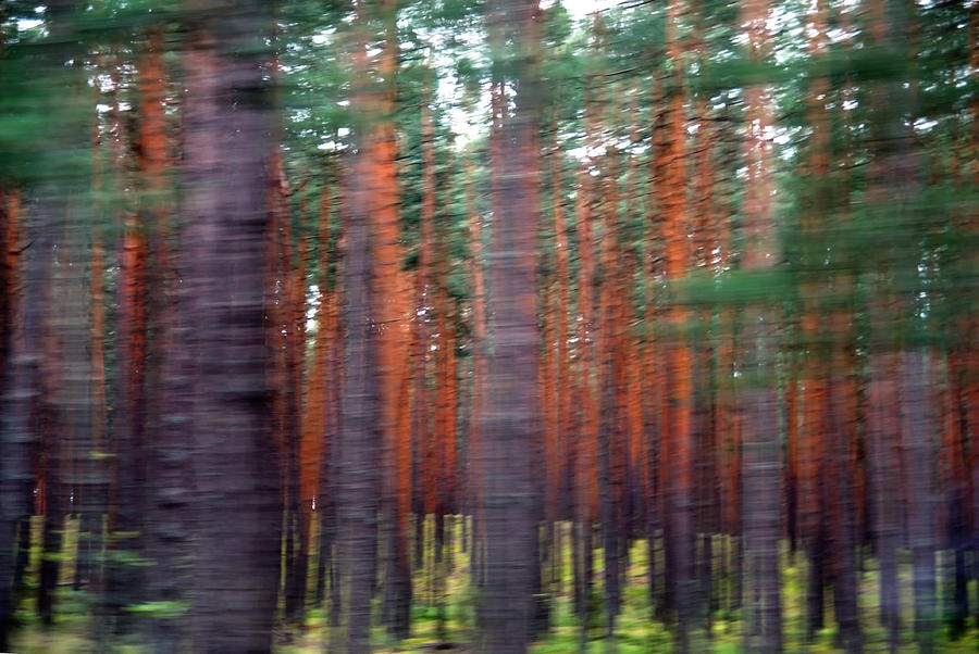 Moving trees Photograph by Marta Holka - Fine Art America