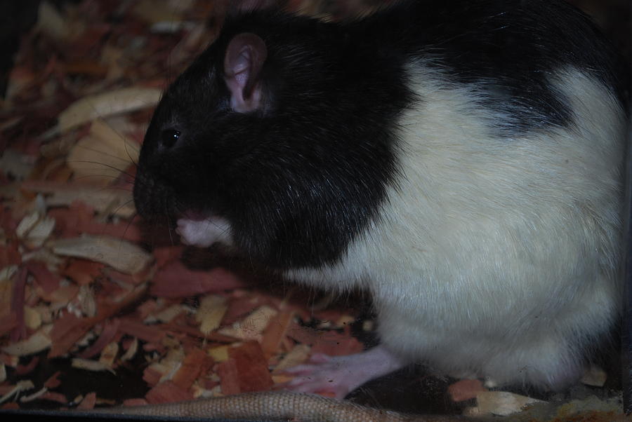 Black And White Photograph - Mozart the Rat by Michelle Cruz