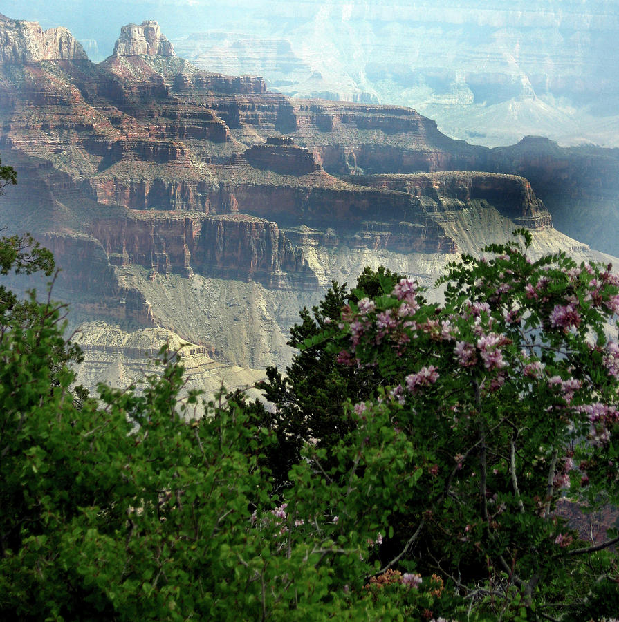 MPrints - Grand Canyon 6 Photograph by M Stuart