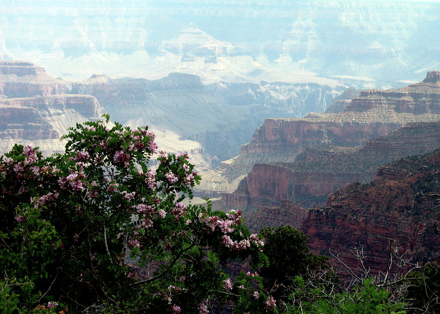 MPrints -Grand Canyon 5 Photograph by M Stuart