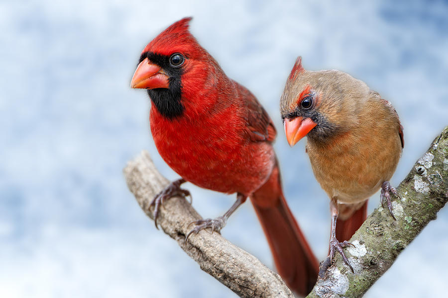 Mr. and Mrs. Cardinal Photograph by Bonnie Barry
