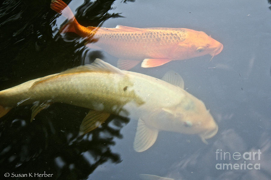 Mr And Mrs Koi Photograph by Susan Herber