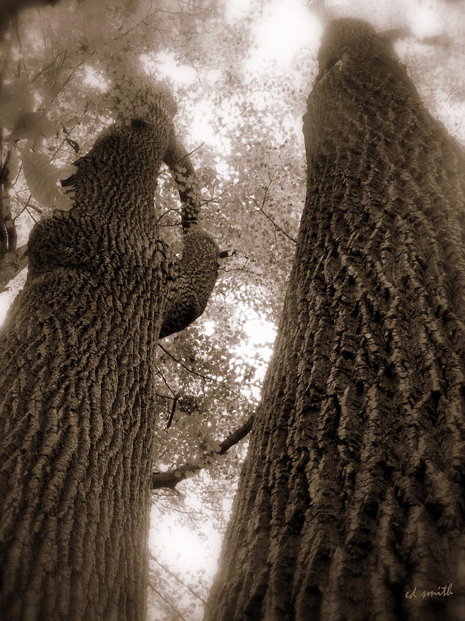 Tree Photograph - Mr And Mrs Oak Land by Edward Smith
