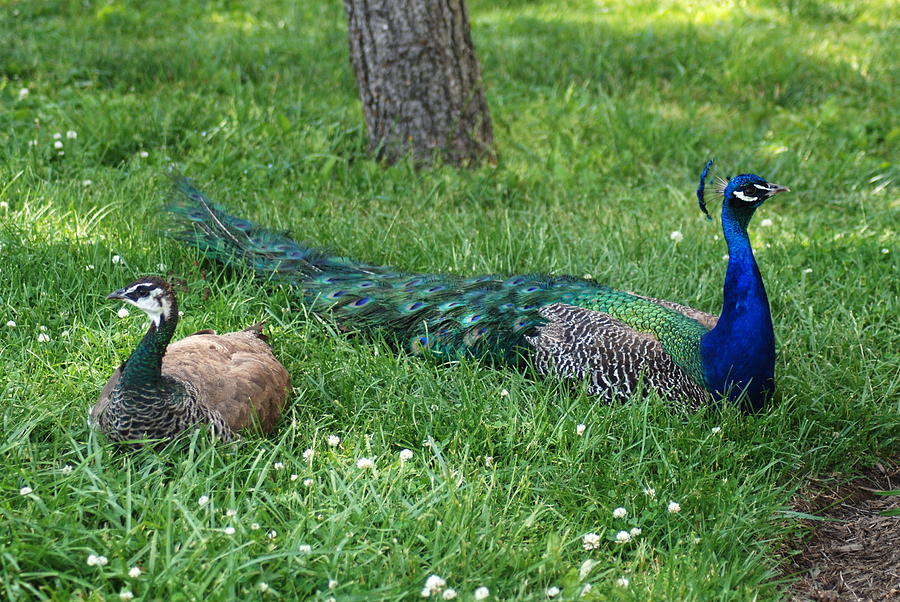 Mr And Mrs Peacock Photograph by Kathy Gibbons - Fine Art America