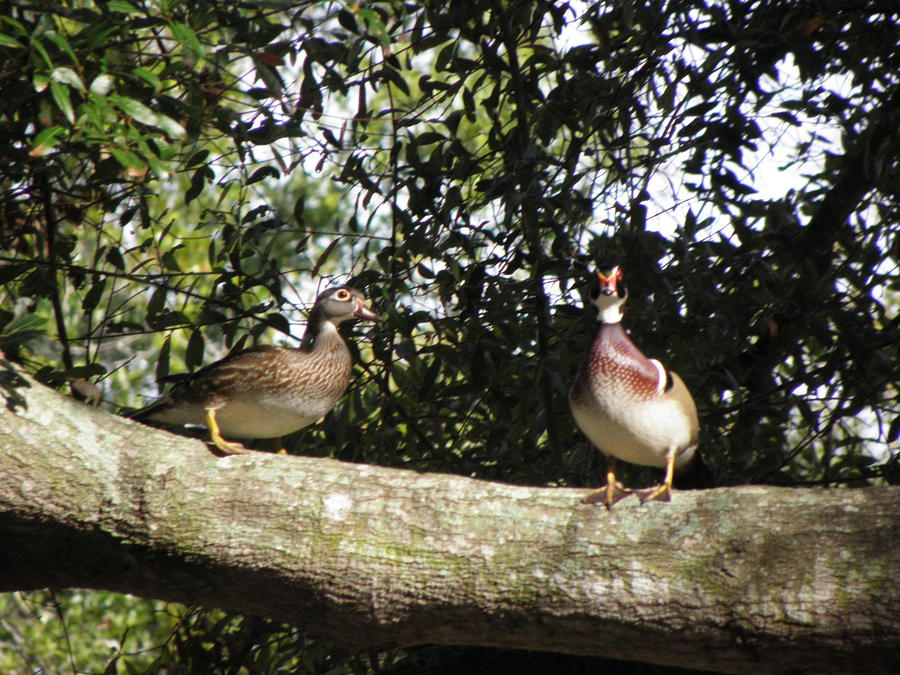 Mr and Mrs Woodduck hanging out  Photograph by Kim Galluzzo