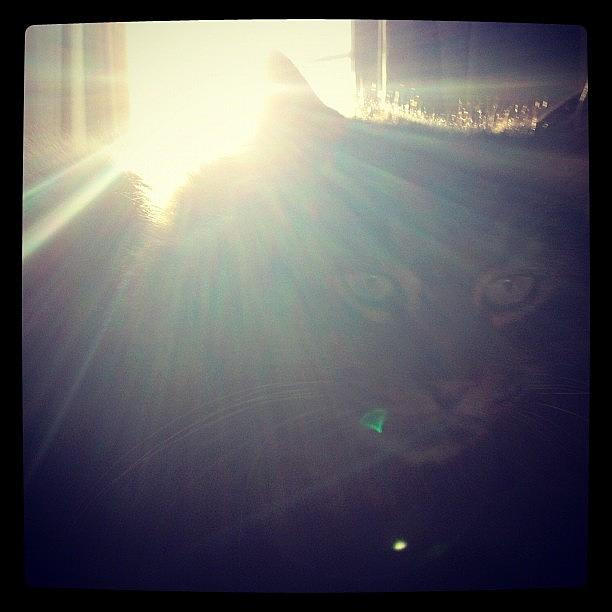 Cat Photograph - Mr Bear... Sunning!
#igers #instahub by Tim Paul