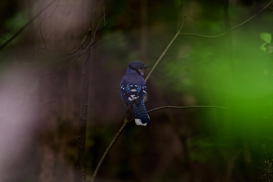 Mr. Blue Jay Photograph by Josef Pittner