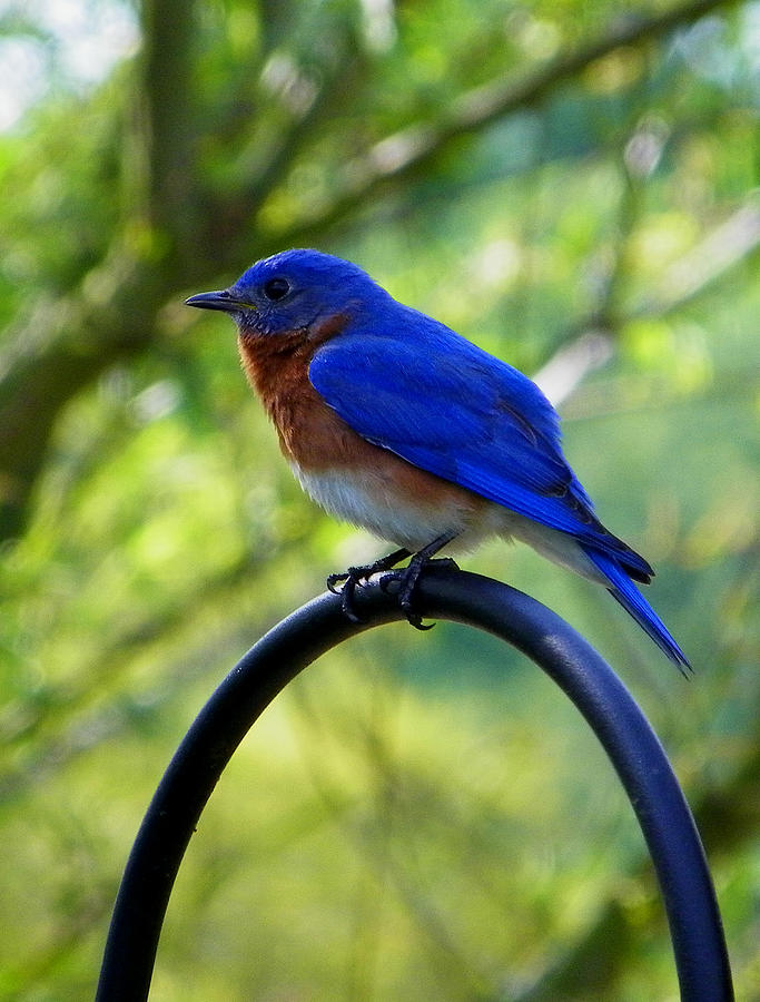 Mr. Bluebird 2 Photograph by Judy Wanamaker