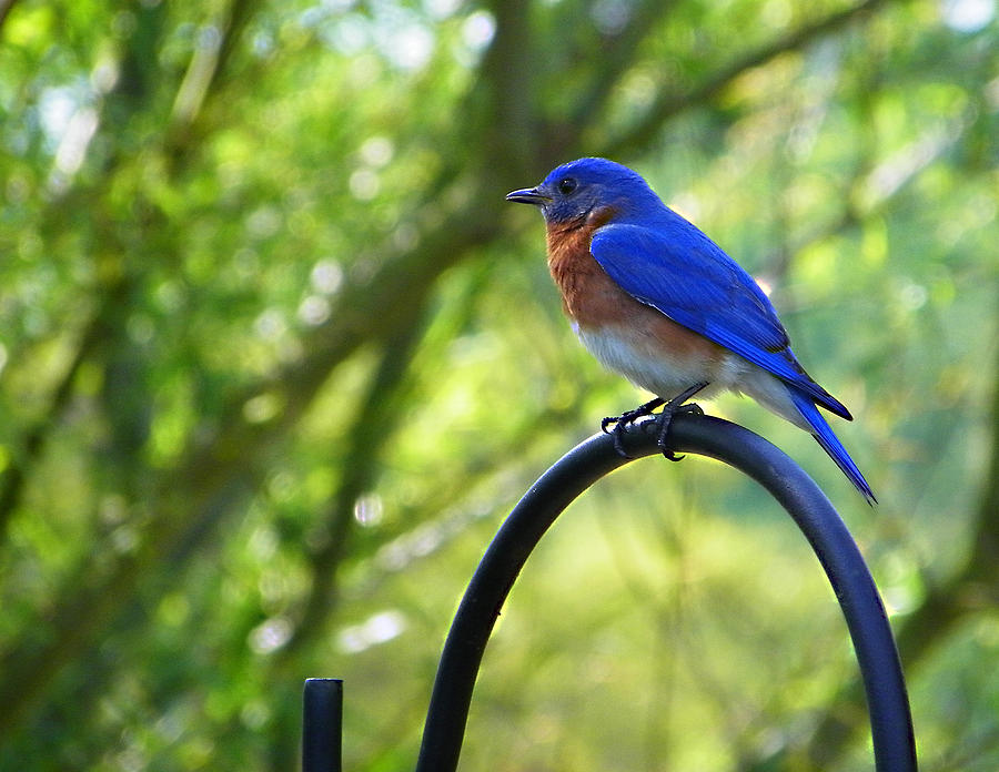 Mr Bluebird Photograph by Judy Wanamaker