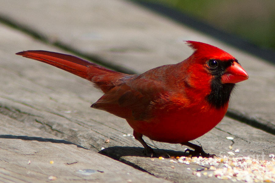 Mr. Cardinal Photograph by David Barker