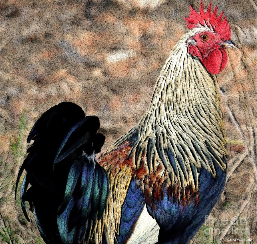 Mr Chicken Digital Art by Maria Urso