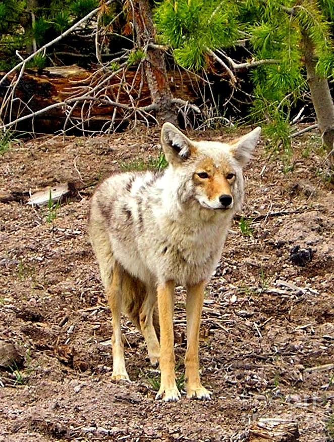 Mr. Coyote Photograph by Ellen Heaverlo